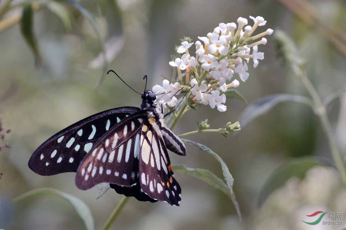 银钩青凤蝶(三)