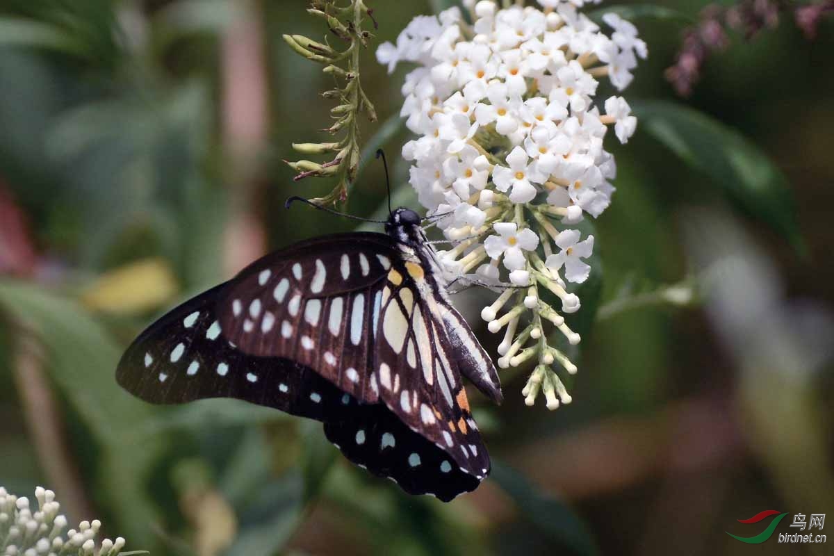 银钩青凤蝶(三)