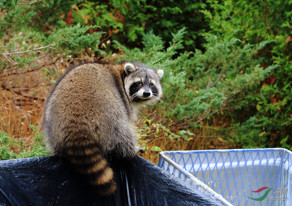 偷吃垃圾的浣熊