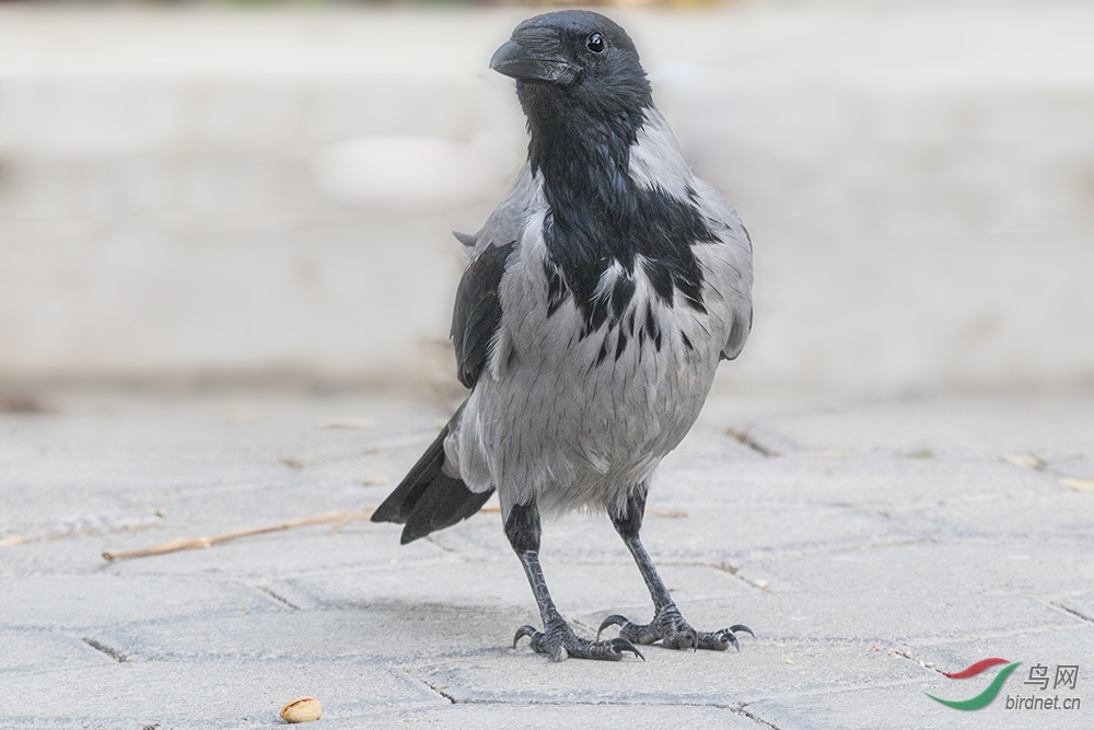 冠小嘴乌鸦