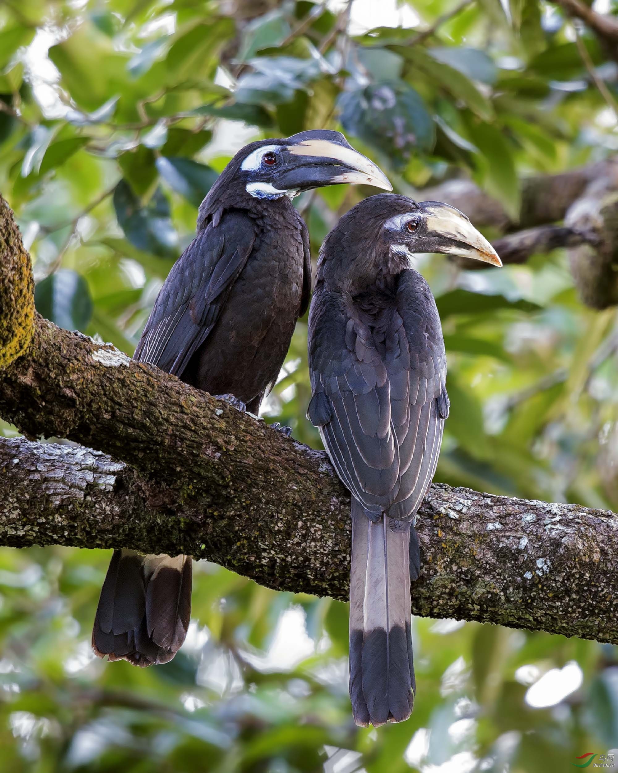 犀鸟bushycrestedhornbill