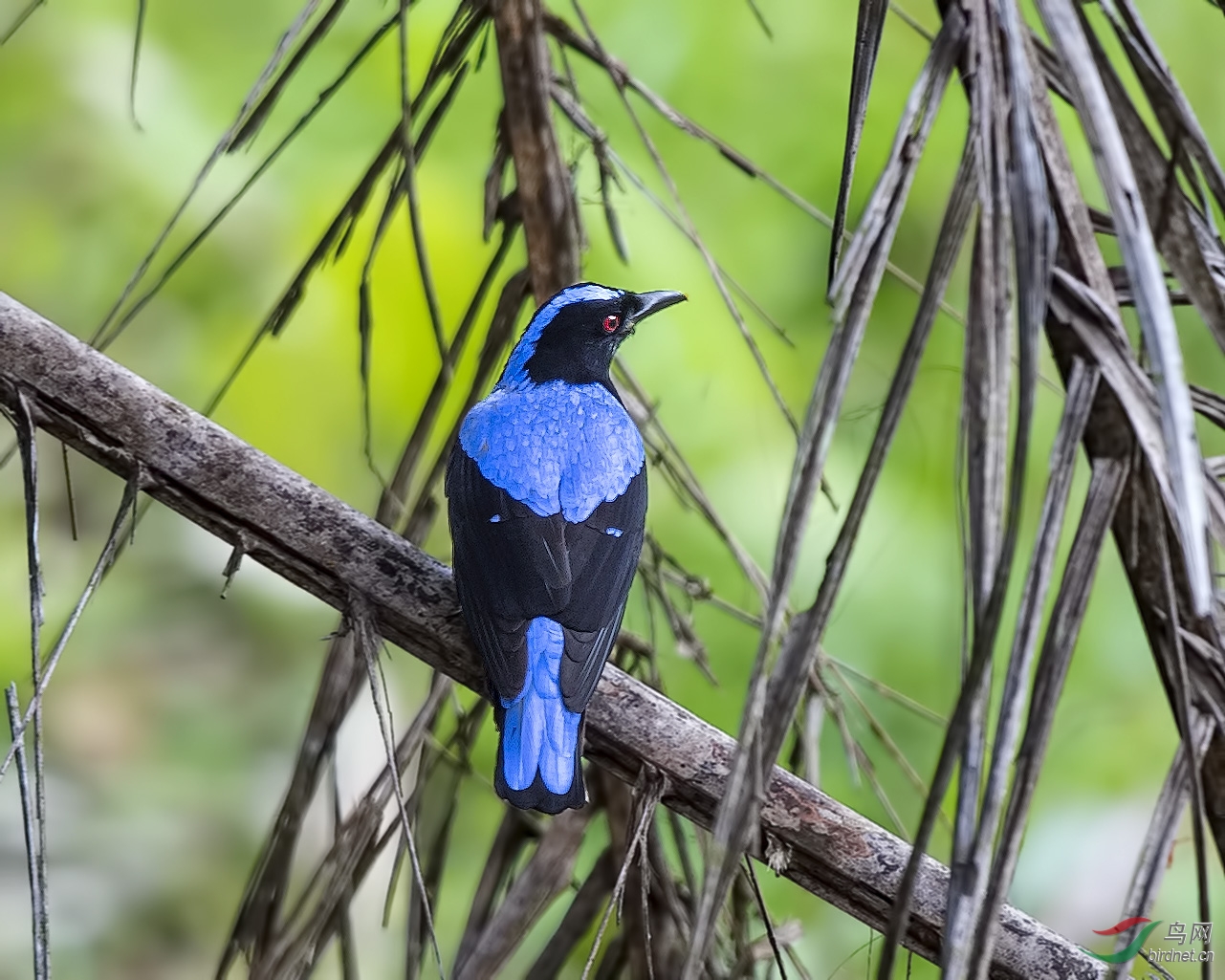 asian fairy-bluebird