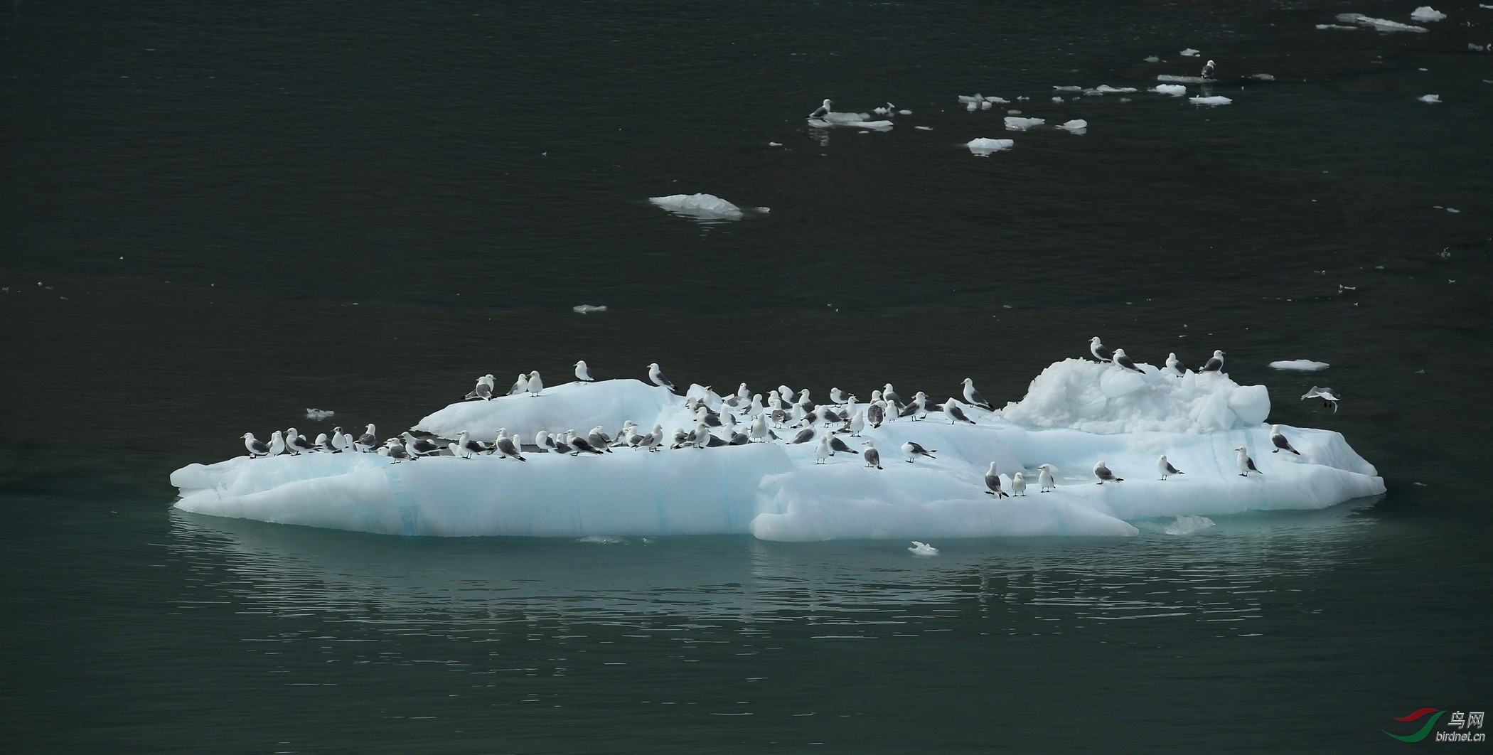 在消融冰川上停歇的海鸥
