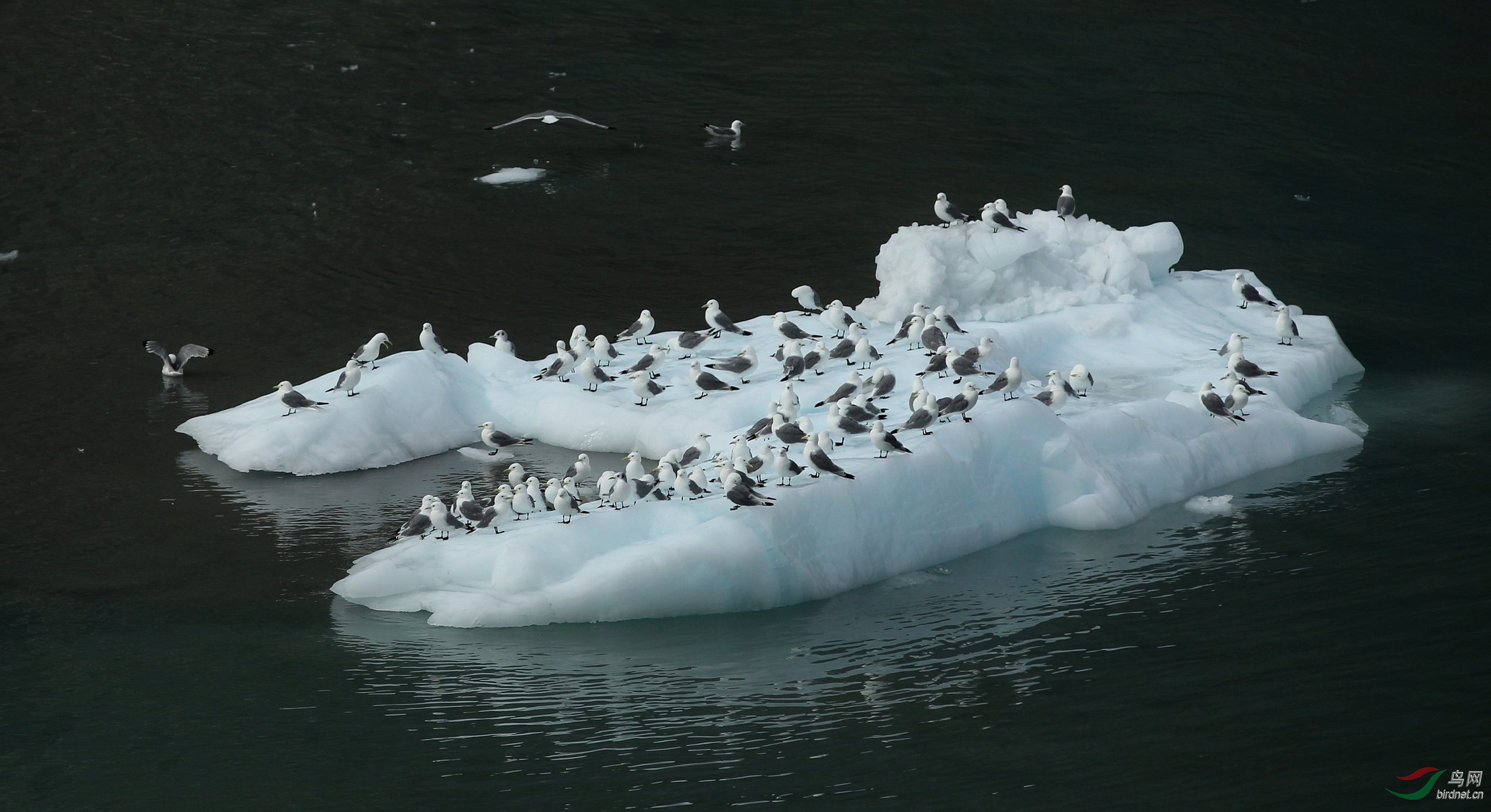 在消融冰川上停歇的海鸥