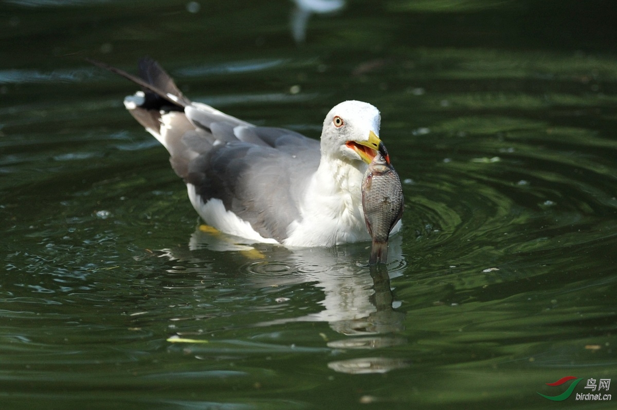 海鸥捕鱼
