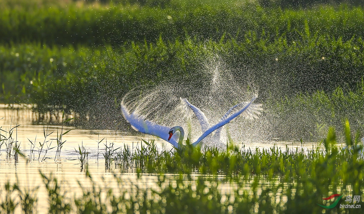 天鵝戲水