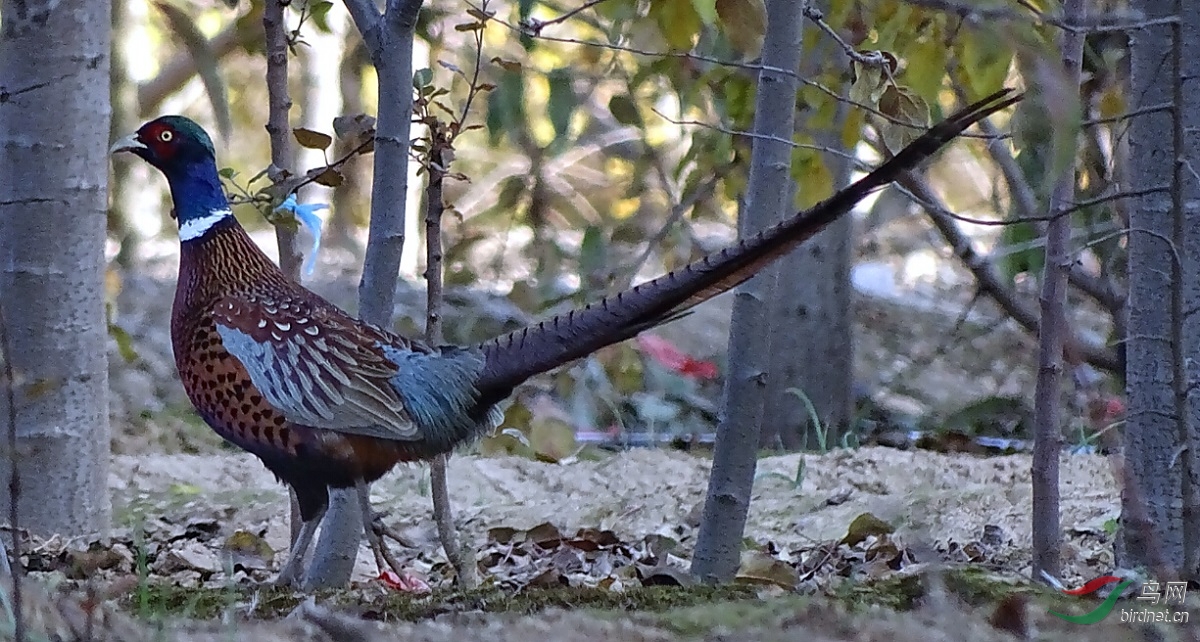 环颈雉的两个亚种