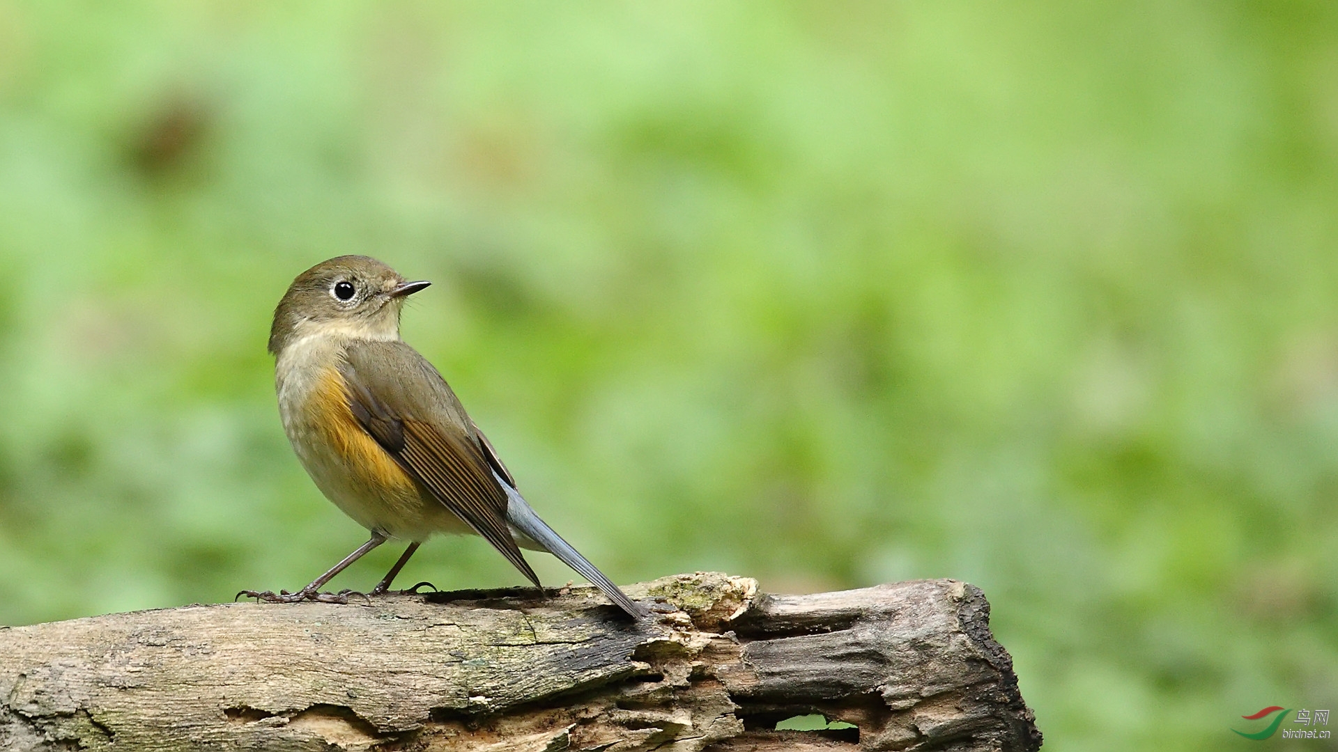 红胁蓝尾鸲(雌,雄)