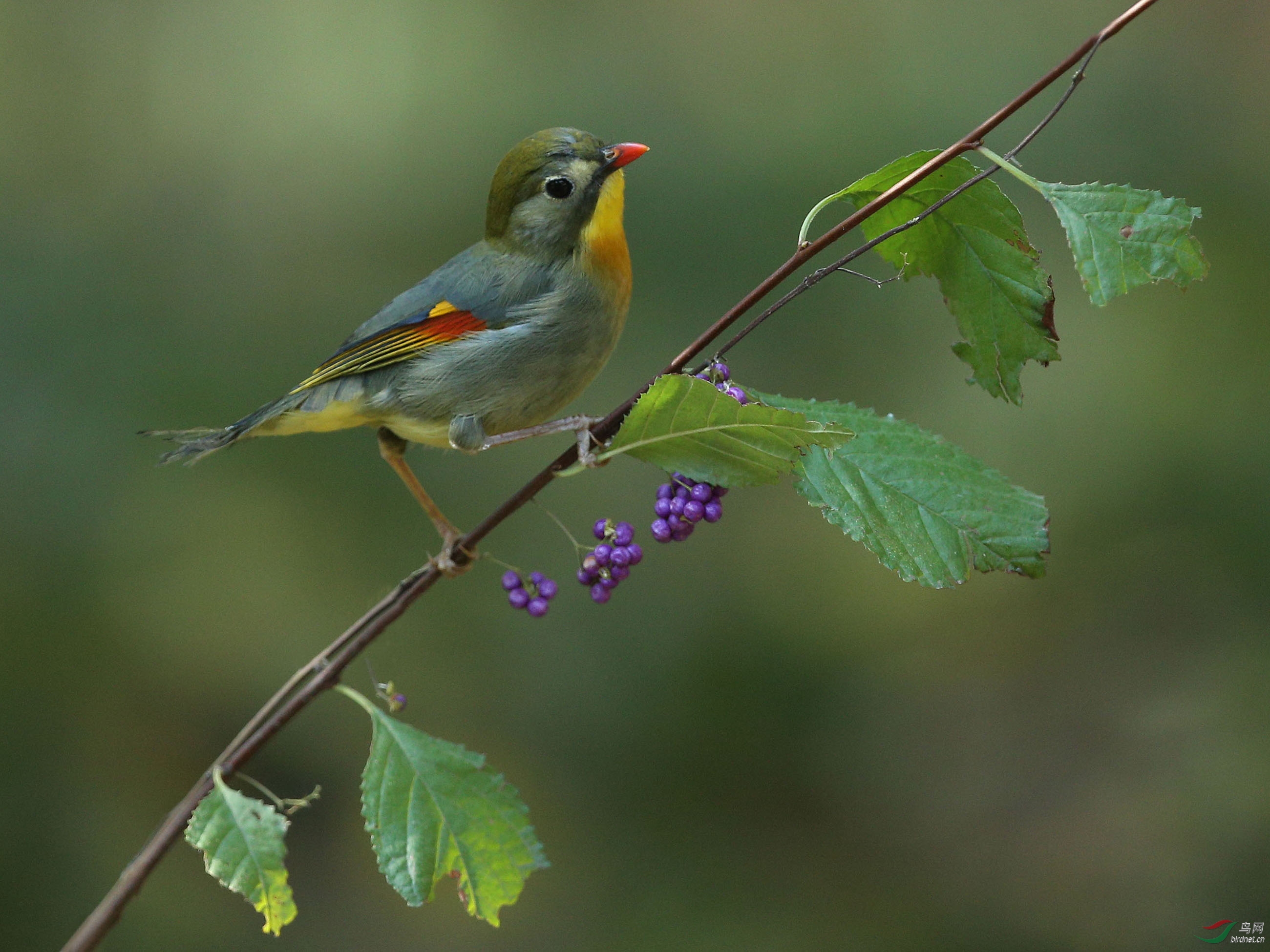 相思与鲜艳的紫色珍珠--板井