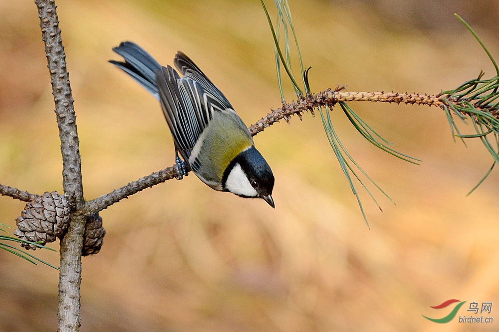 大山雀 - 观鸟拍鸟之旅 鸟网