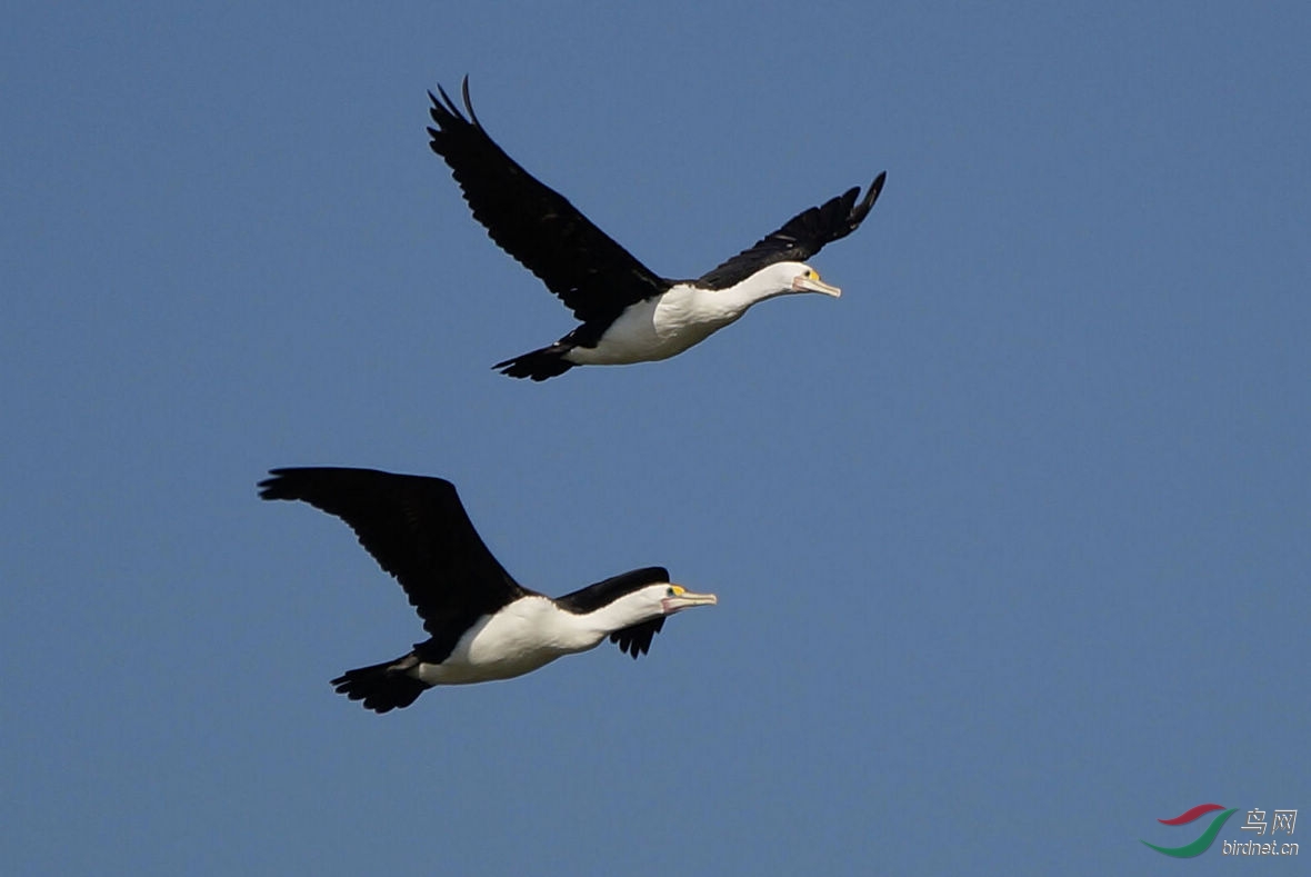 论坛首页 69 地方区 regional zone 69 河南版 henan 69 鸬鹚