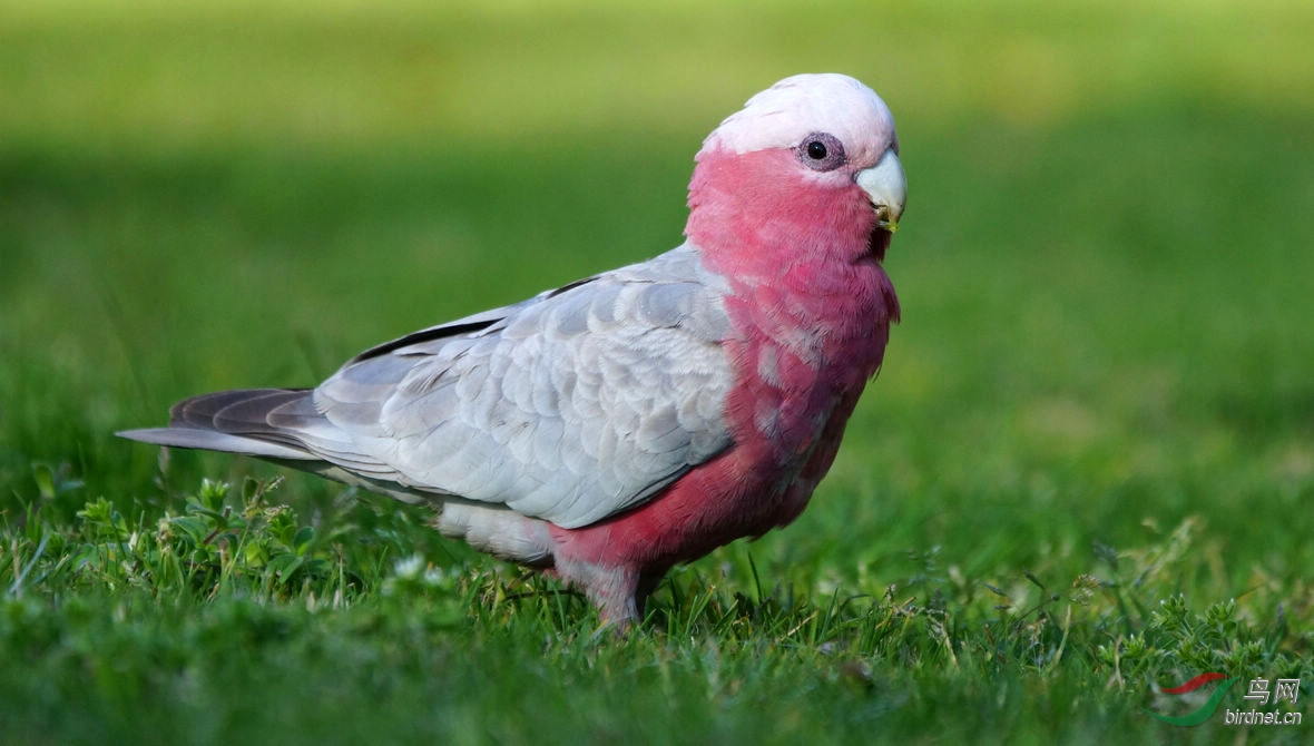 论坛首页 69 地方区 regional zone 69 河南版 henan 69 粉红