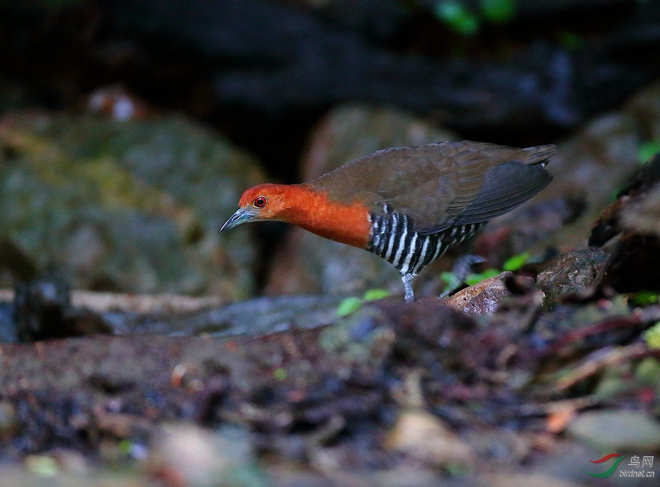 白喉斑秧鸡灰脚秧鸡图1荣获首页精华
