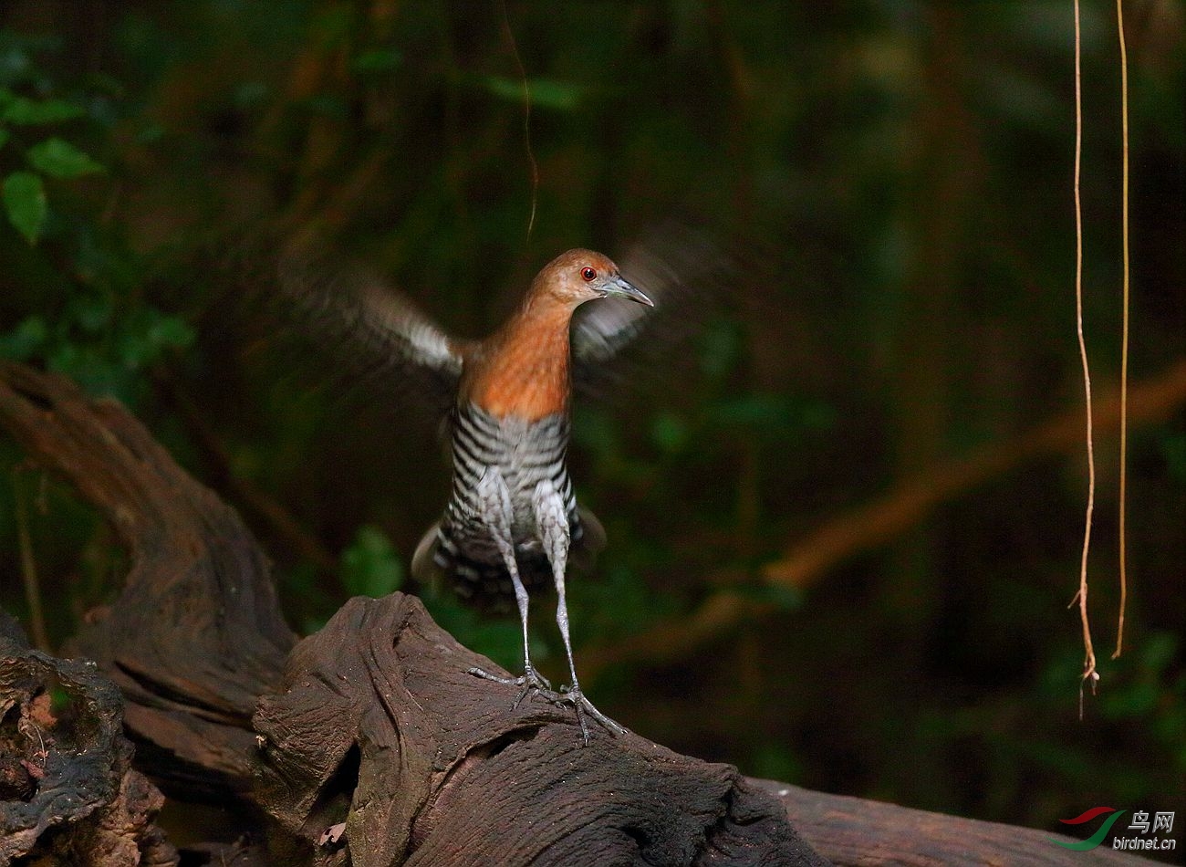 白喉斑秧鸡灰脚秧鸡图1荣获首页精华