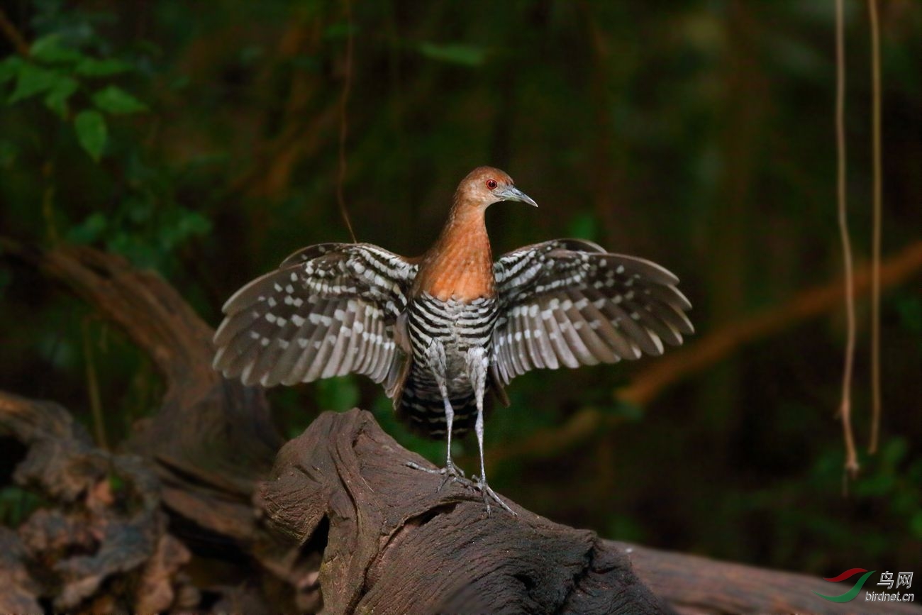 白喉斑秧鸡灰脚秧鸡图1荣获首页精华