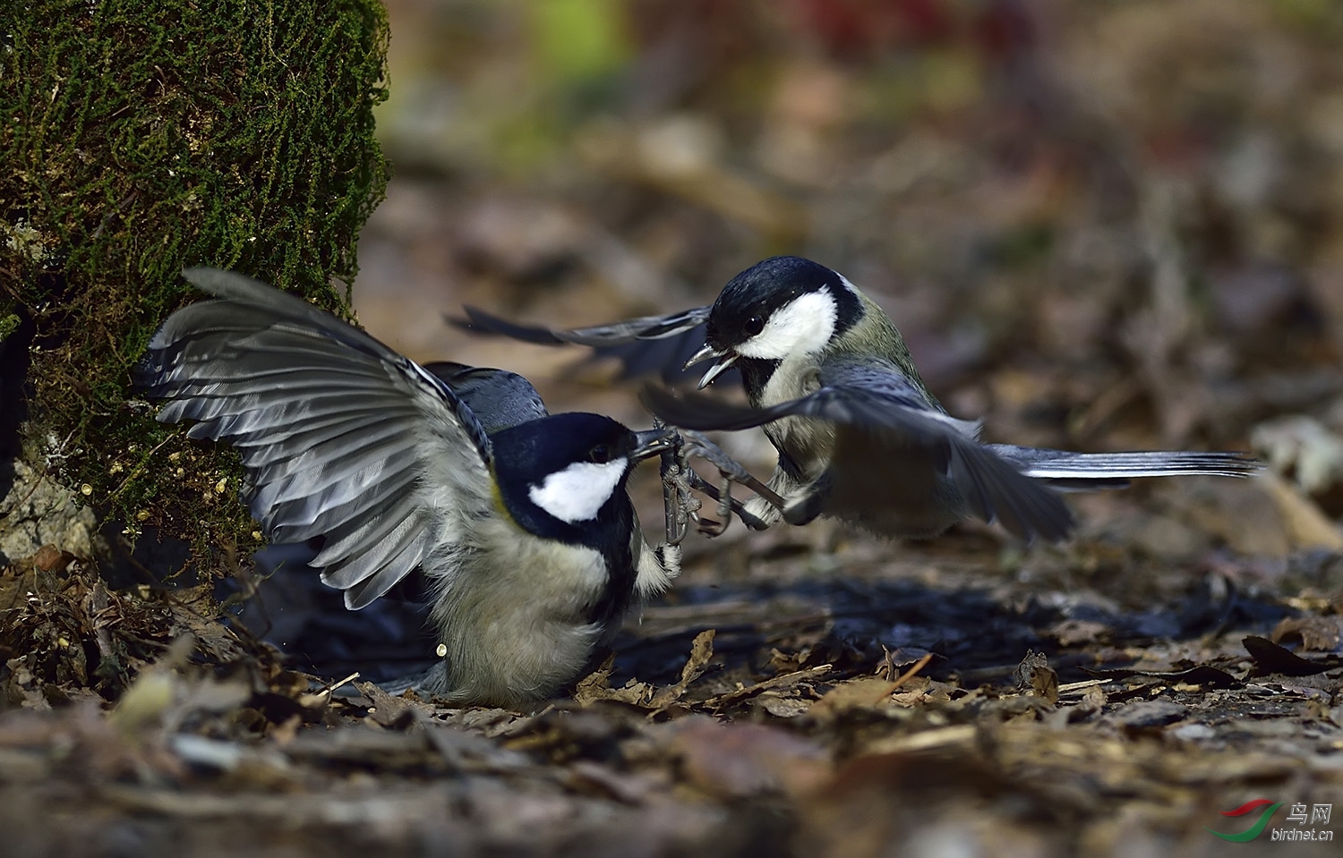 远东山雀打架版1