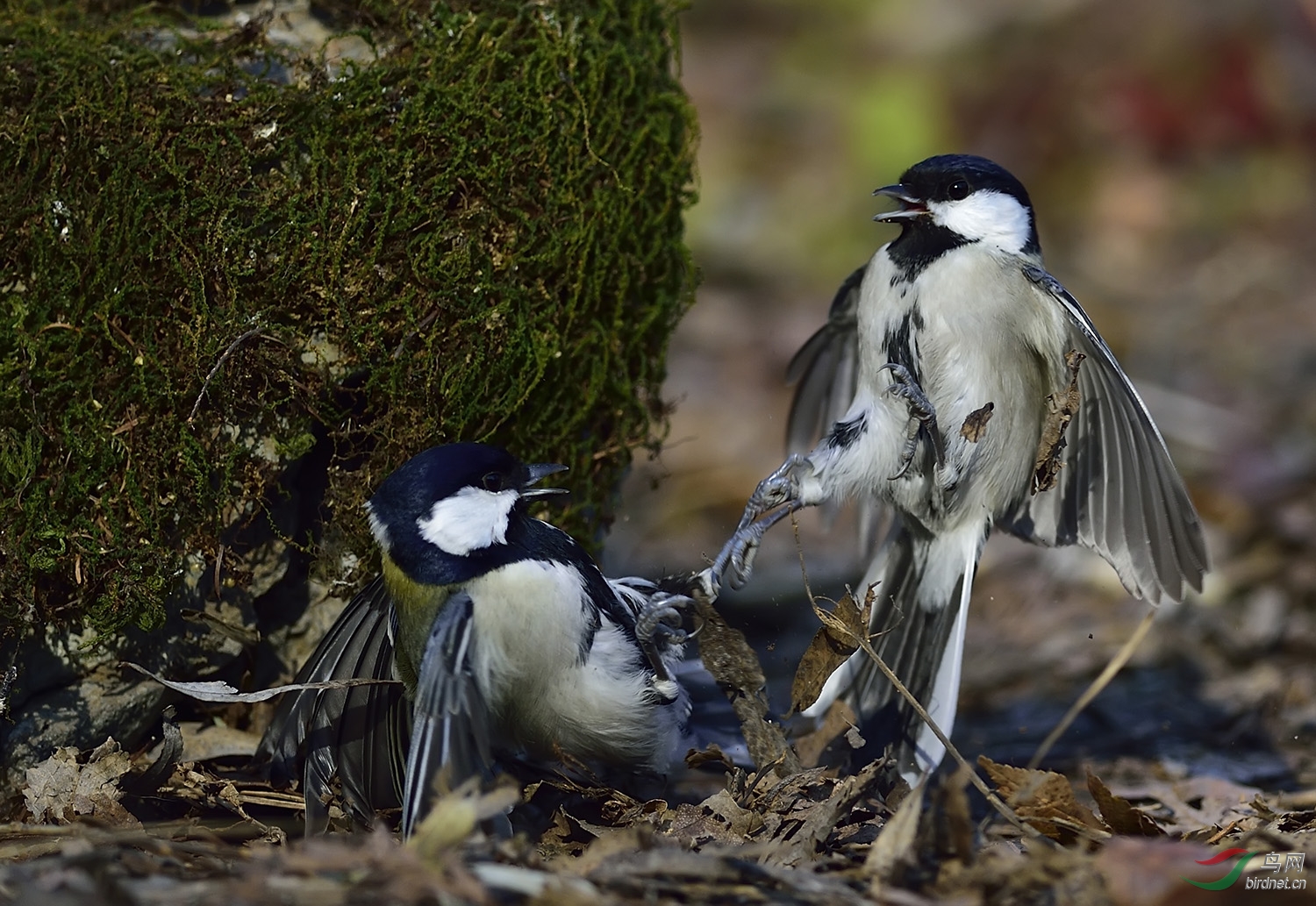 远东山雀打架版1