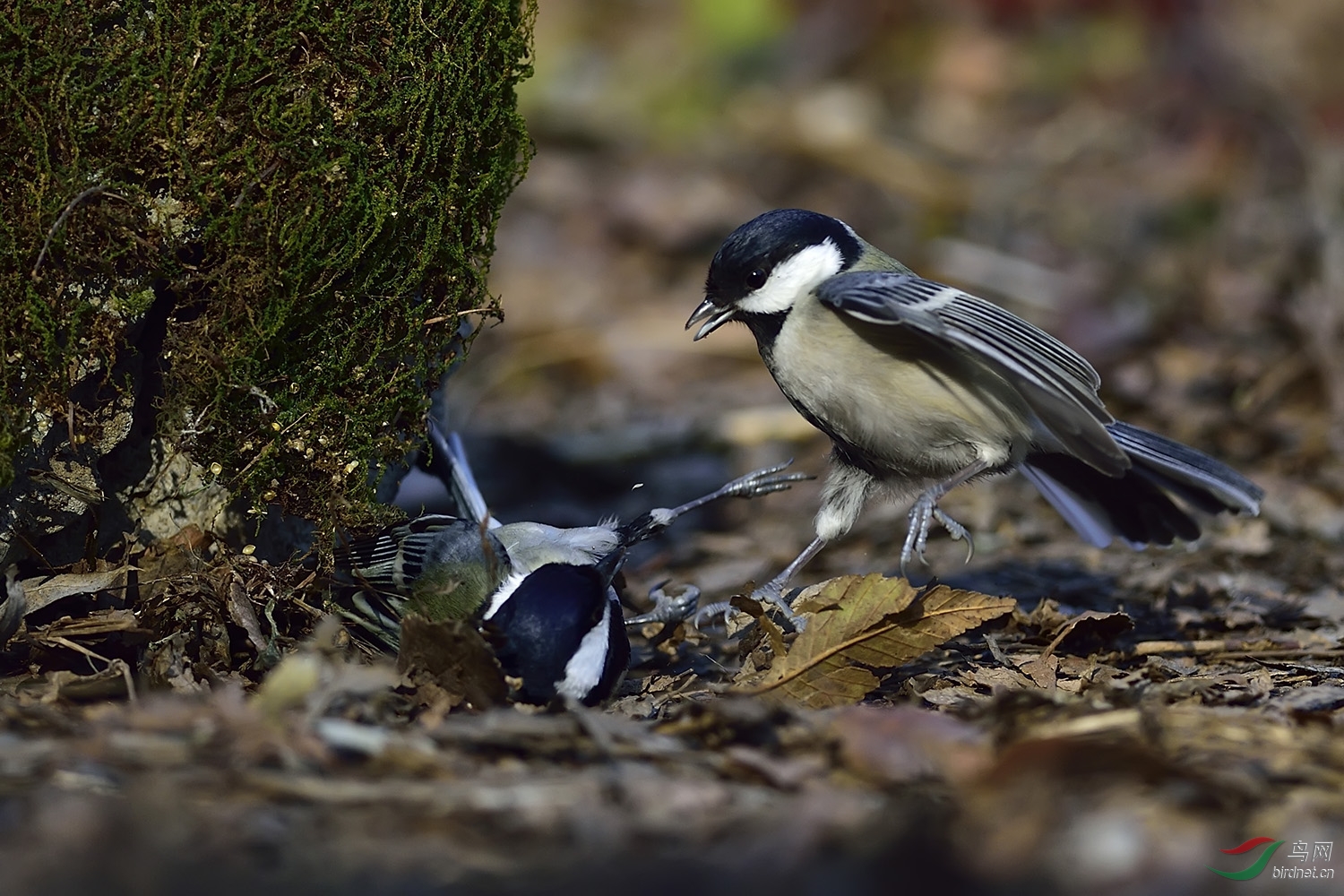 远东山雀打架版1