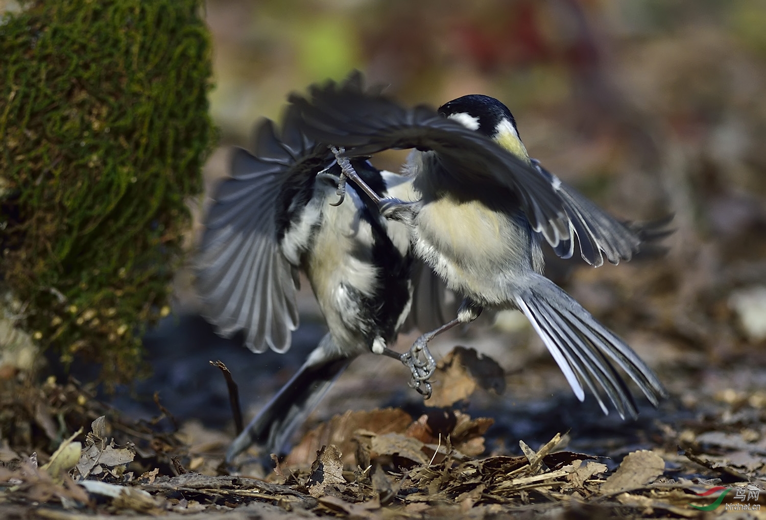 远东山雀打架版1