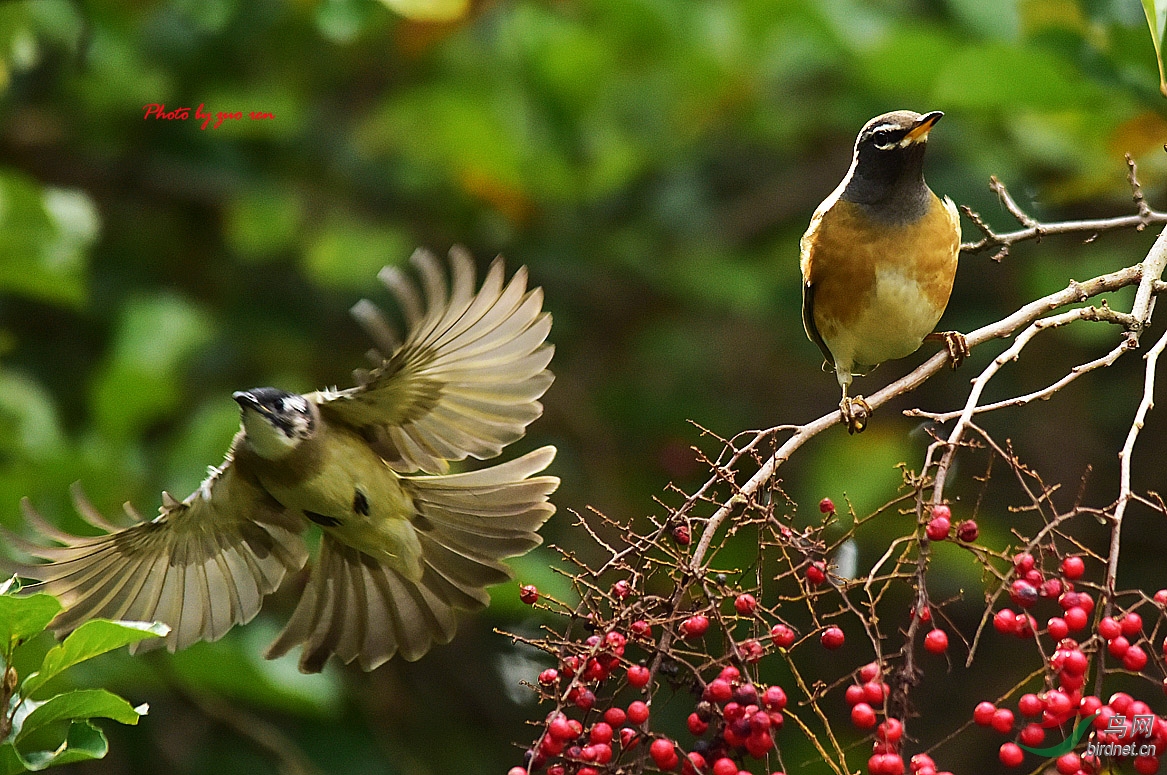小鸟也会抢镜头