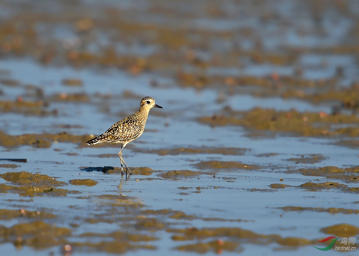 近期拍的一组水鸟