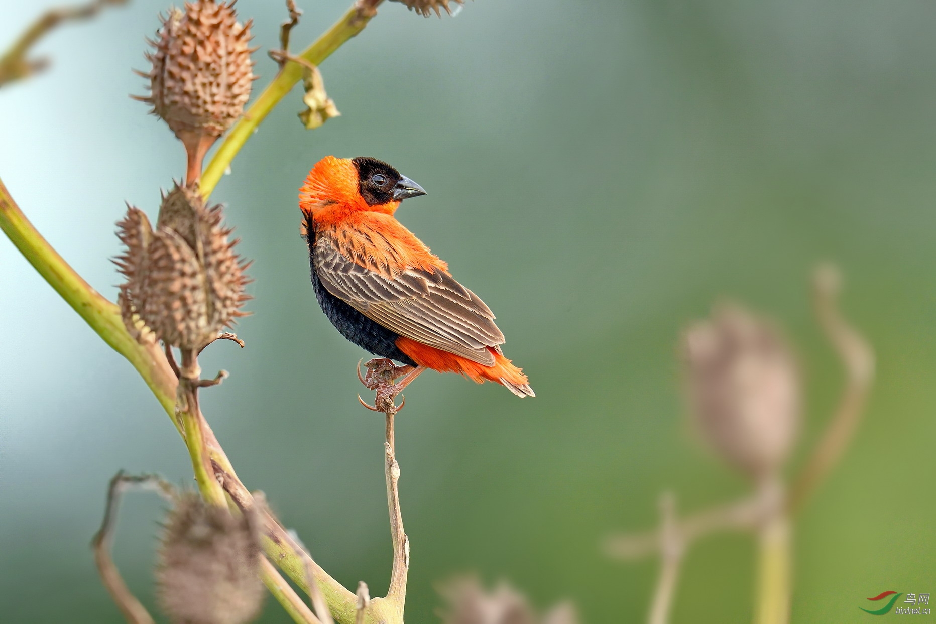 橙巧织雀----预祝鸟网五地年会圆满成功