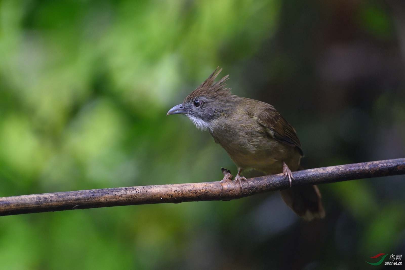 短尾鹪鹛神奇的弄岗弄岗初冬拍鸟小结