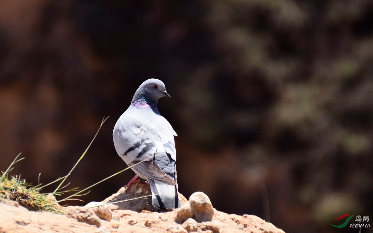 黄土高原沟壑中的野生鸽子
