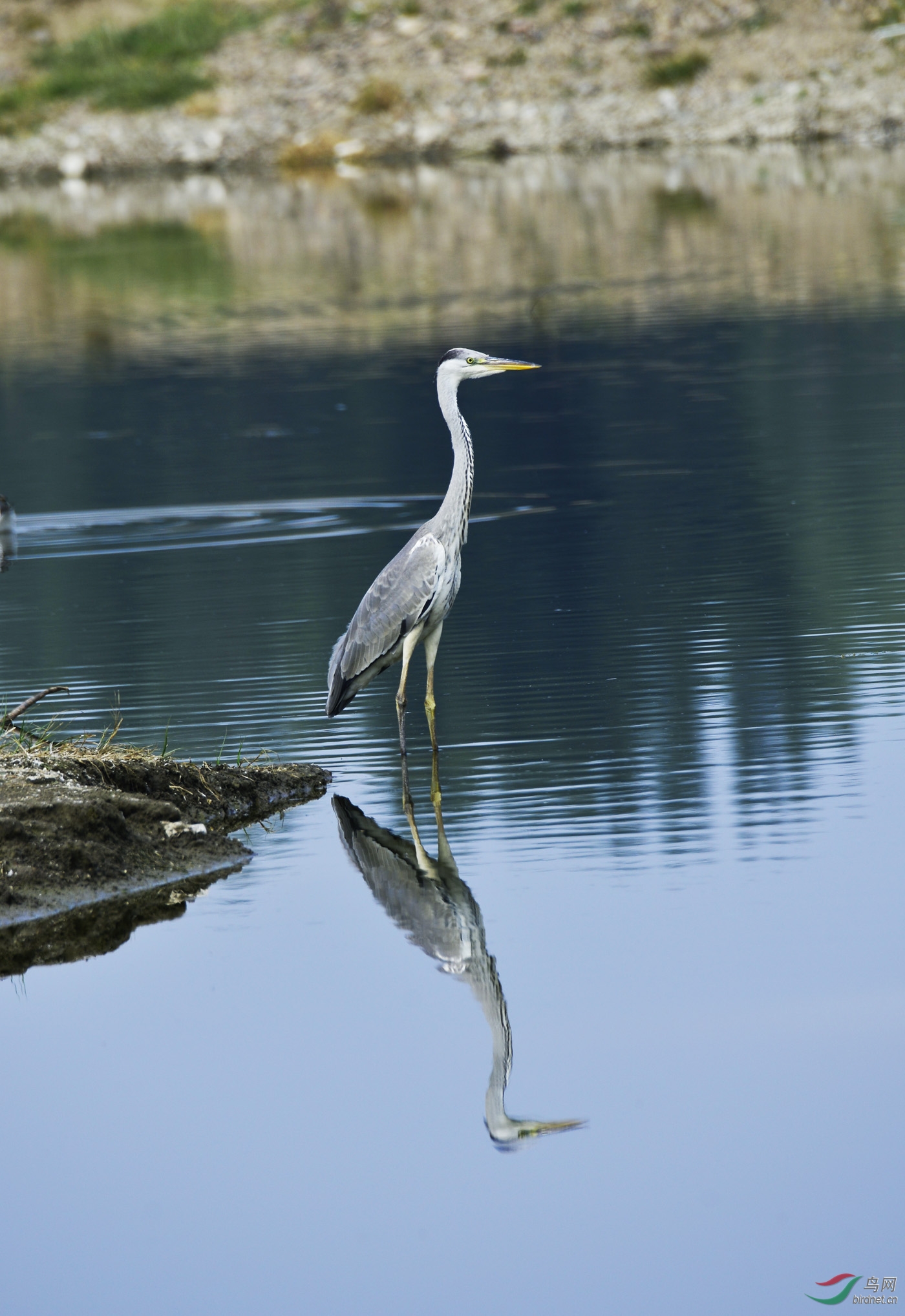 苍鹭- 辽宁版 liaoning 鸟网