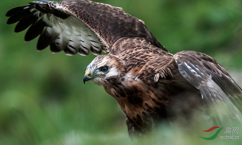 鹰翅疾如风鹰爪利如锥