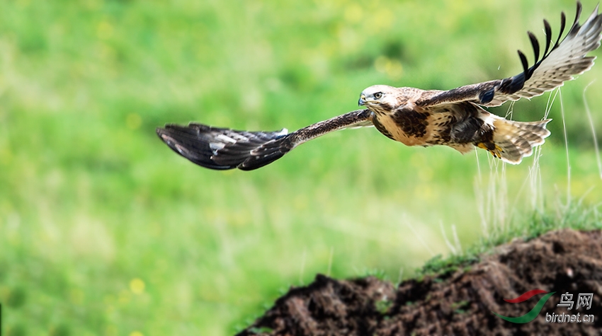 鹰翅疾如风鹰爪利如锥