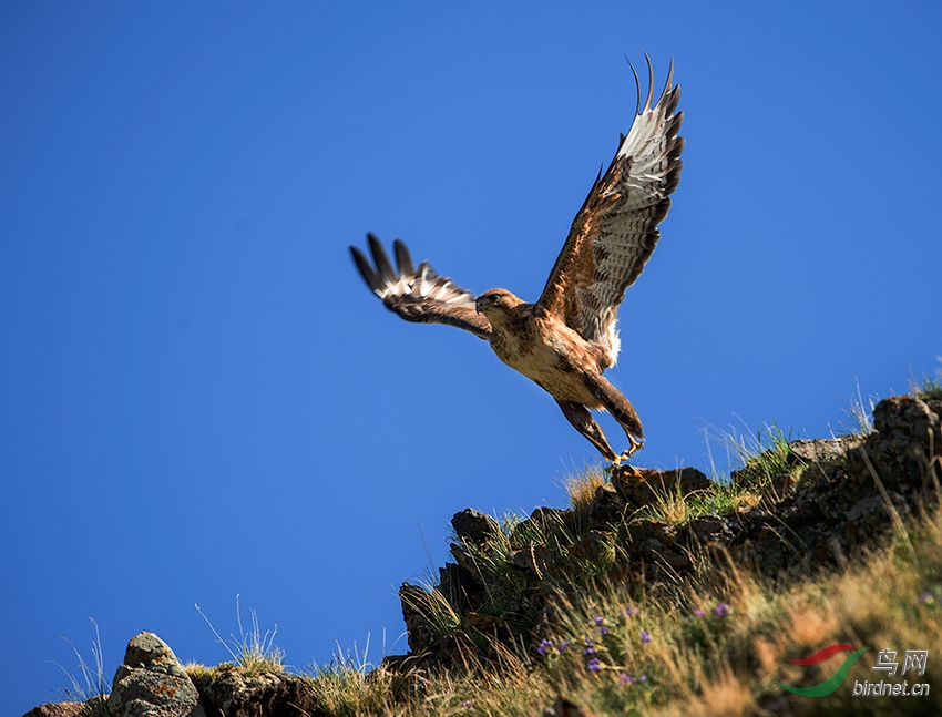 鹰翅疾如风鹰爪利如锥