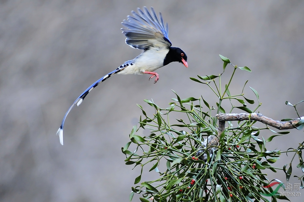 北方冬天红嘴兰雀