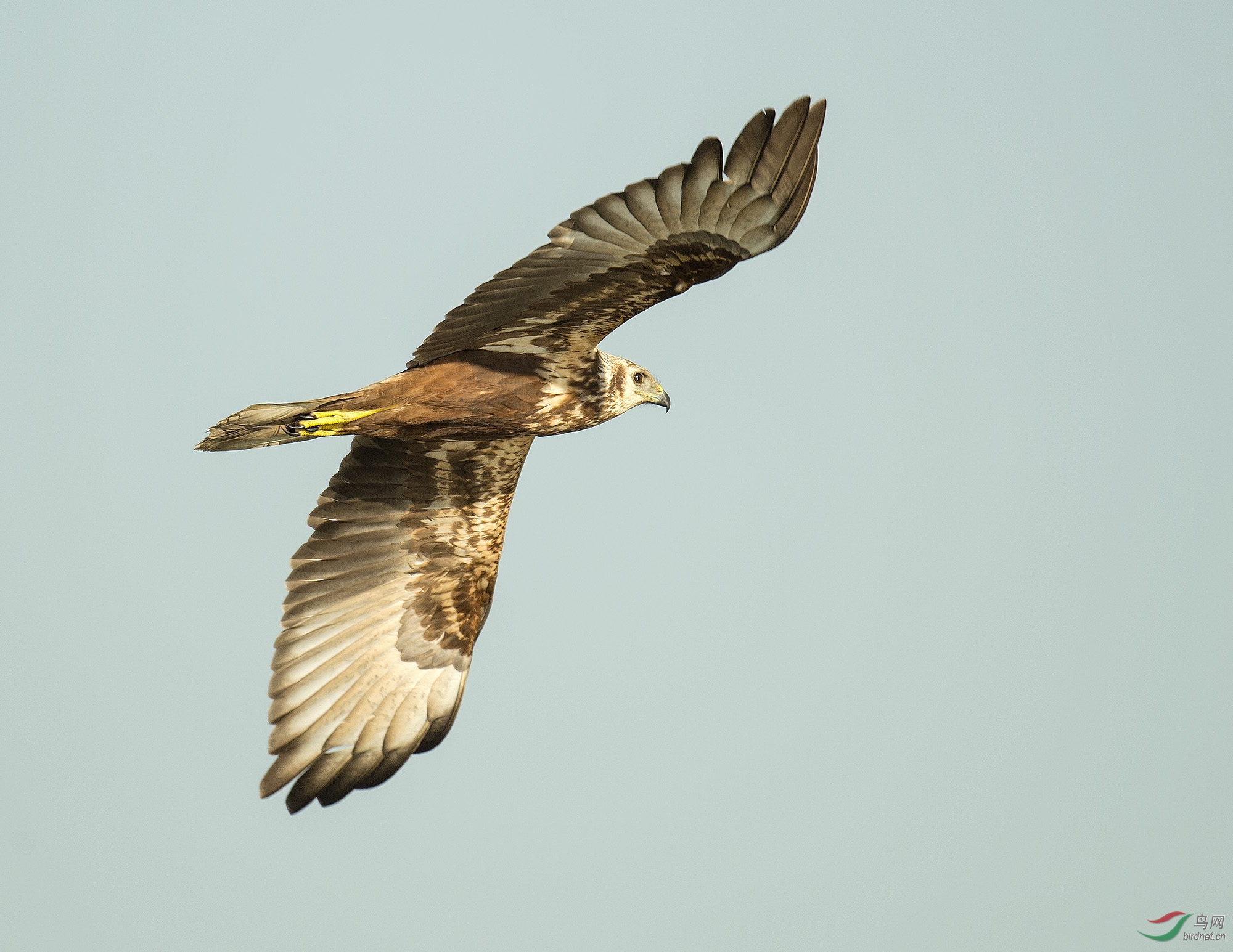 白腹鹞easternmarshharrier