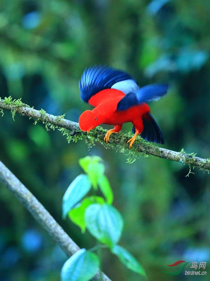 ����˹��ɡ��Andean Cock-of-the-rock.jpg