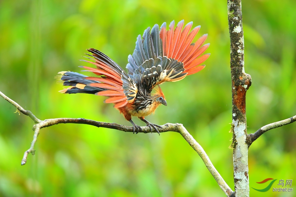 ����Hoatzin.jpg