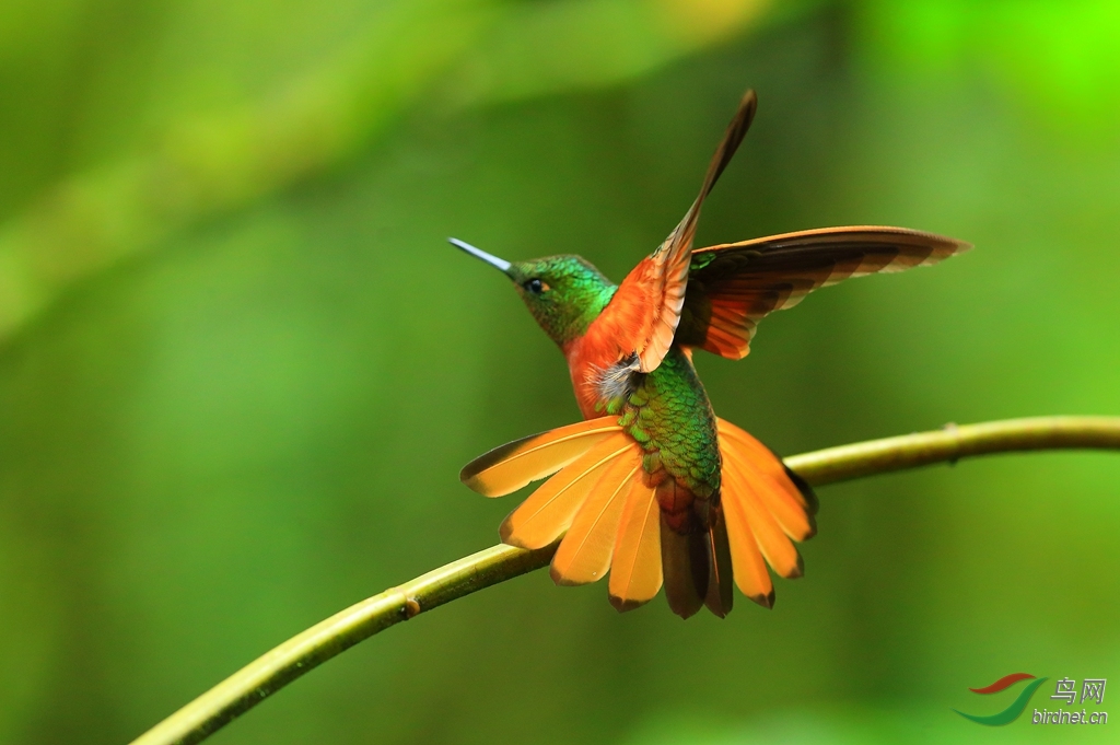 ���������Chestnut-breasted Coronet2.jpg