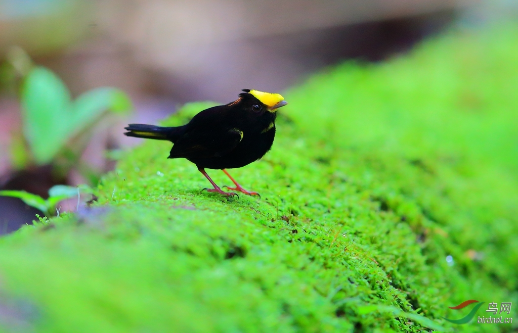 ��὿�lGolden-winged Manakin.jpg