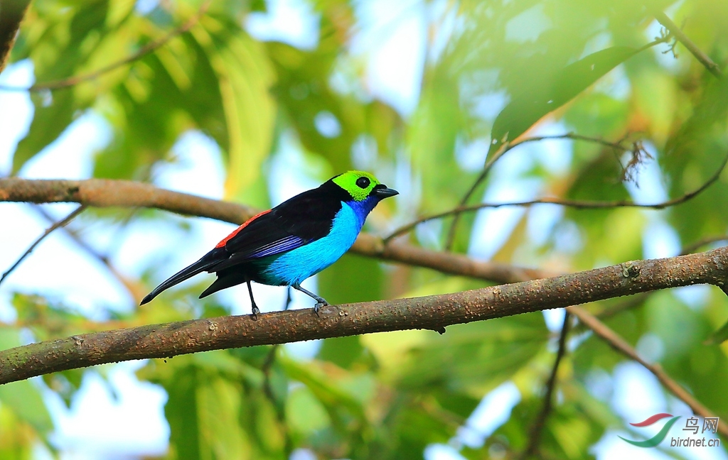 ���Ƽ���ȸParadise Tanager.jpg