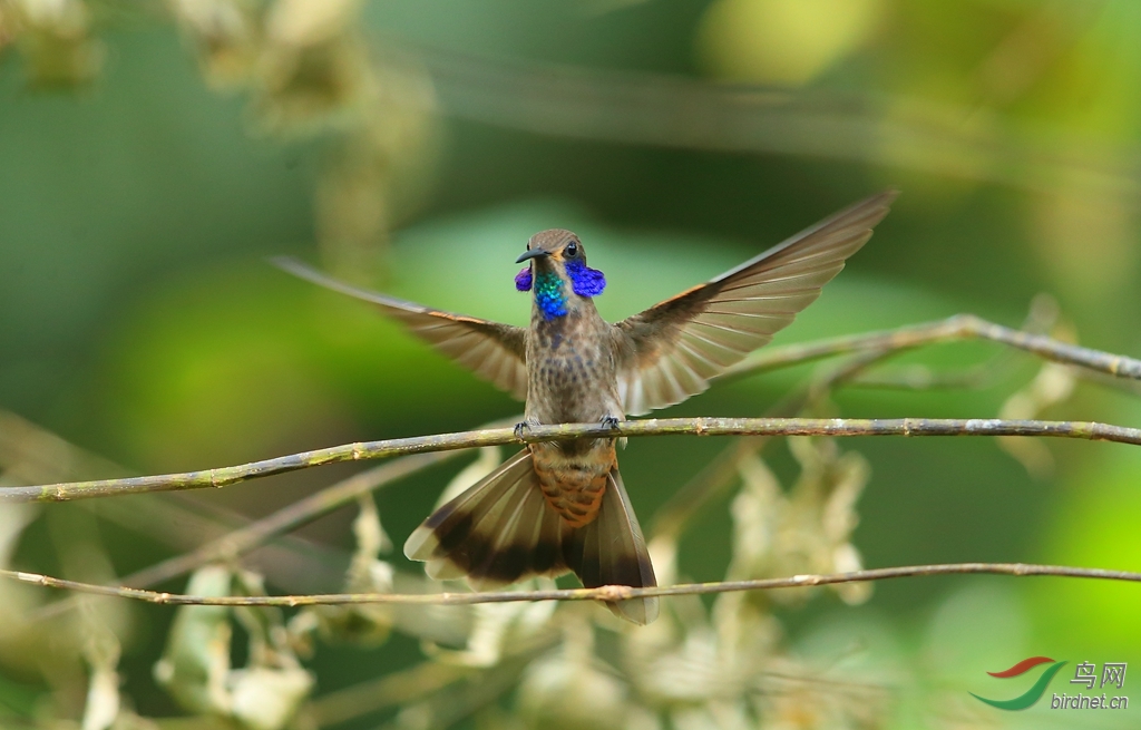 ���϶�����Green Violetear.jpg