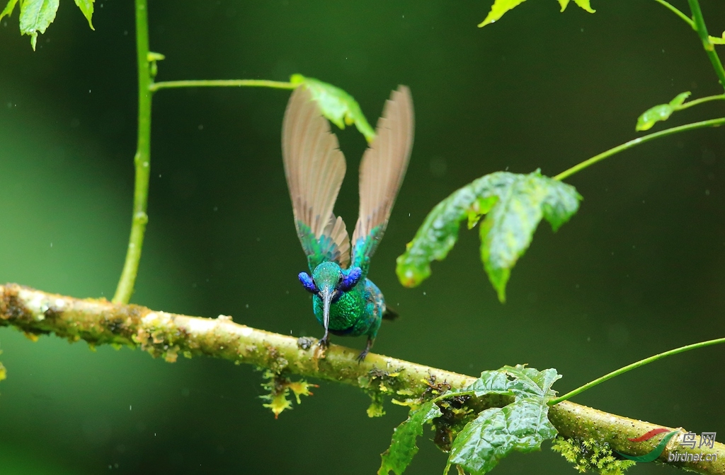 ���϶�����Sparkling Violetear.jpg
