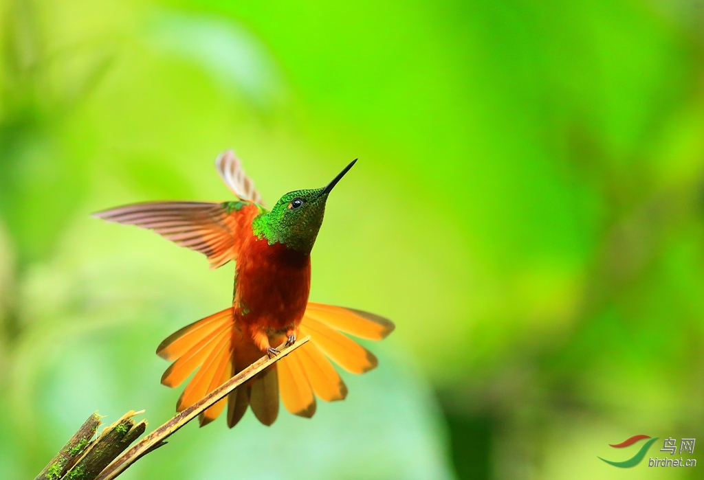 ���������Chestnut-breasted Coronet1.jpg