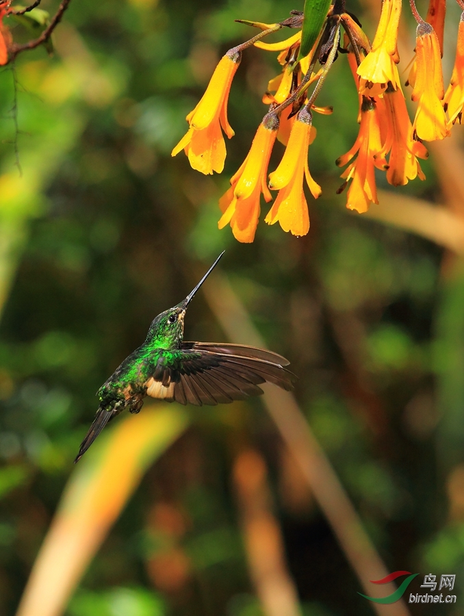 �Ƴ��Ƕ����Buff-winged Starfrontlet.jpg