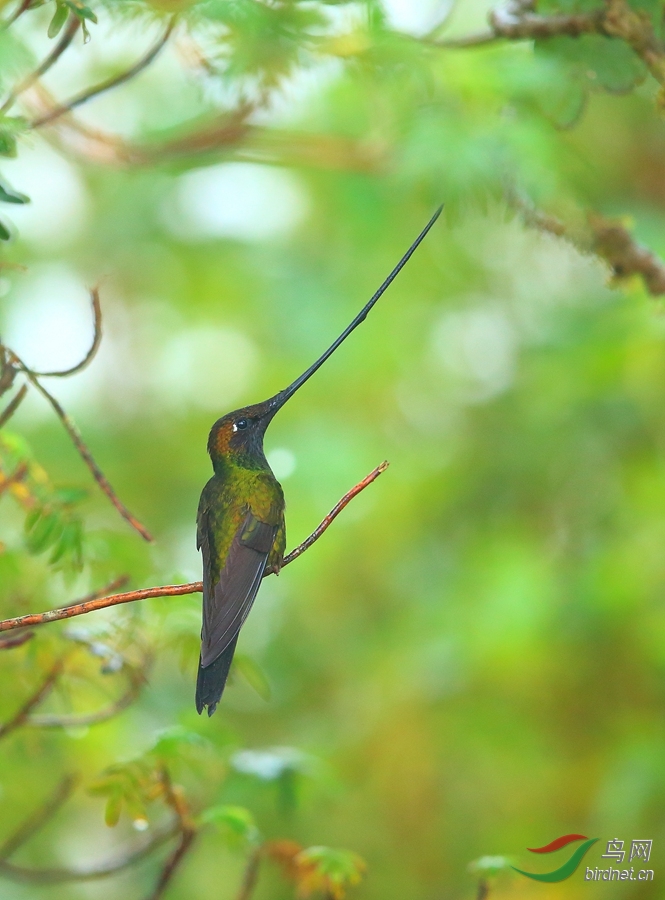 �������Sword-billed Hummingbird.jpg