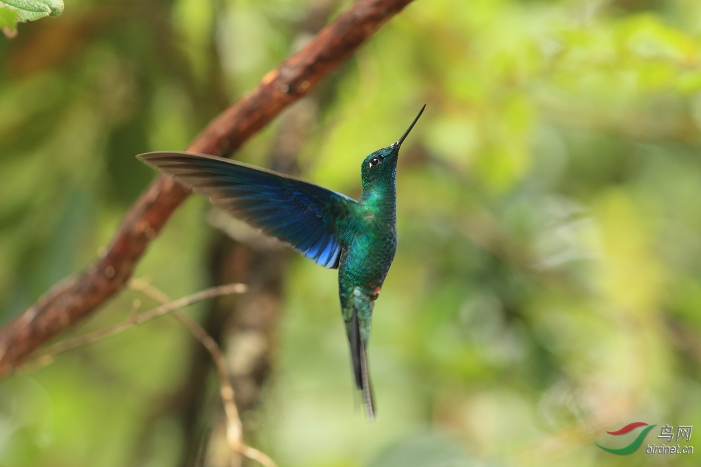 ��������Great Sapphirewing.jpg