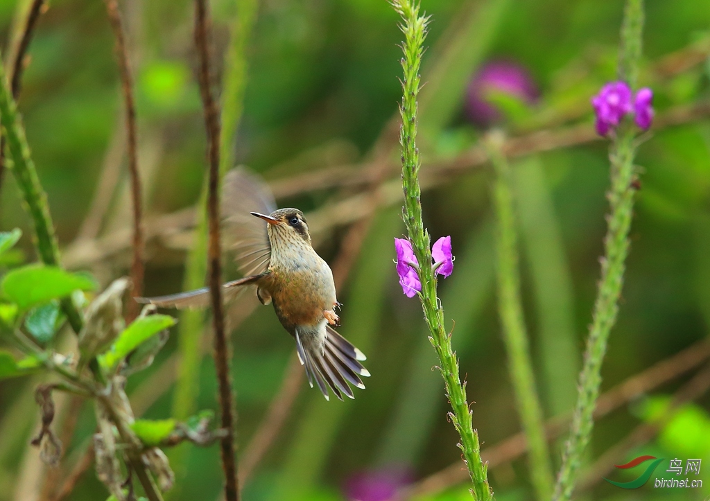 �۰߷���Speckled Hummingbird.jpg