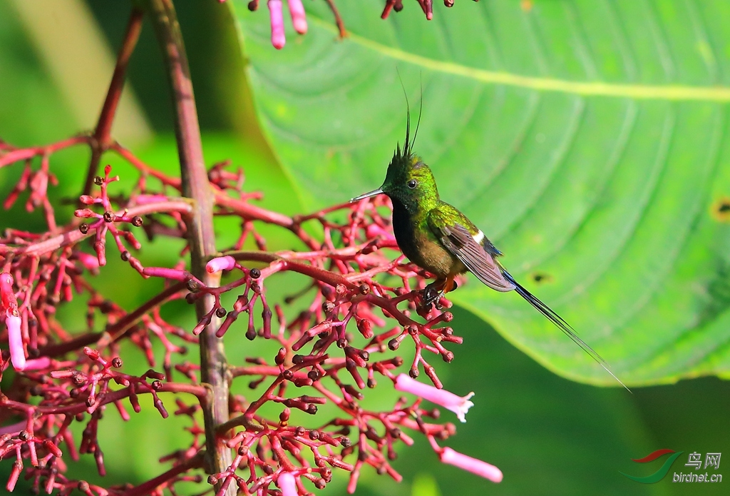 ��ڴ�β����Wire-crested Thorntai.jpg