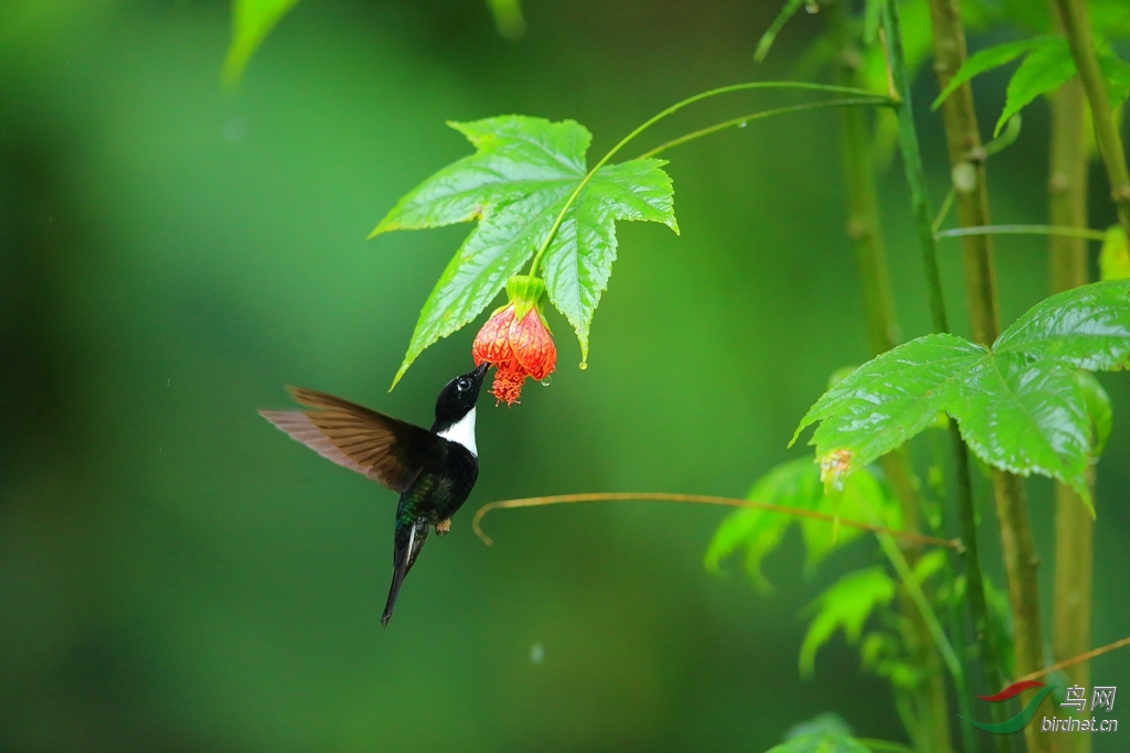 ���Ƕ����Collared Inca.jpg