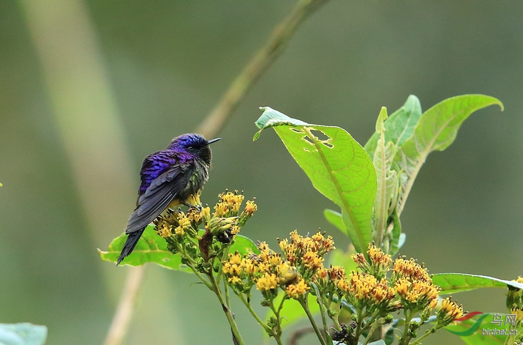 �ϱ��������Purple-backed Thornbill.jpg