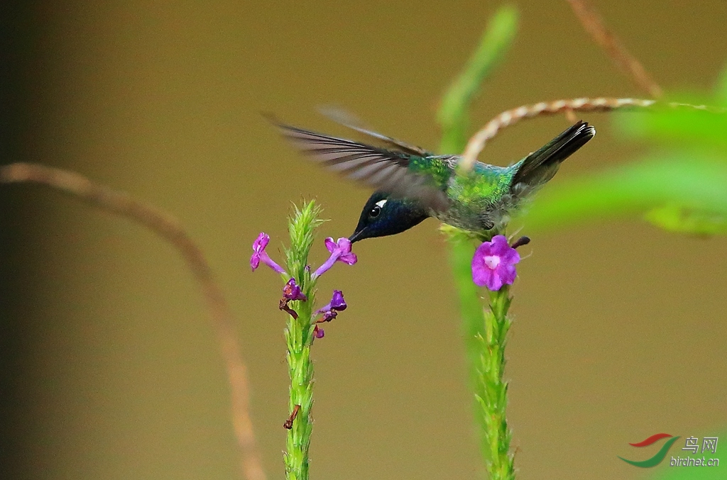 �϶�Է���Violet-fronted Brilliant.jpg